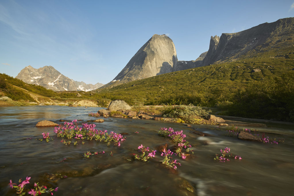 Grønlands nationalblomst